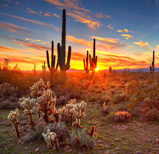 Arizona Desert Scenery