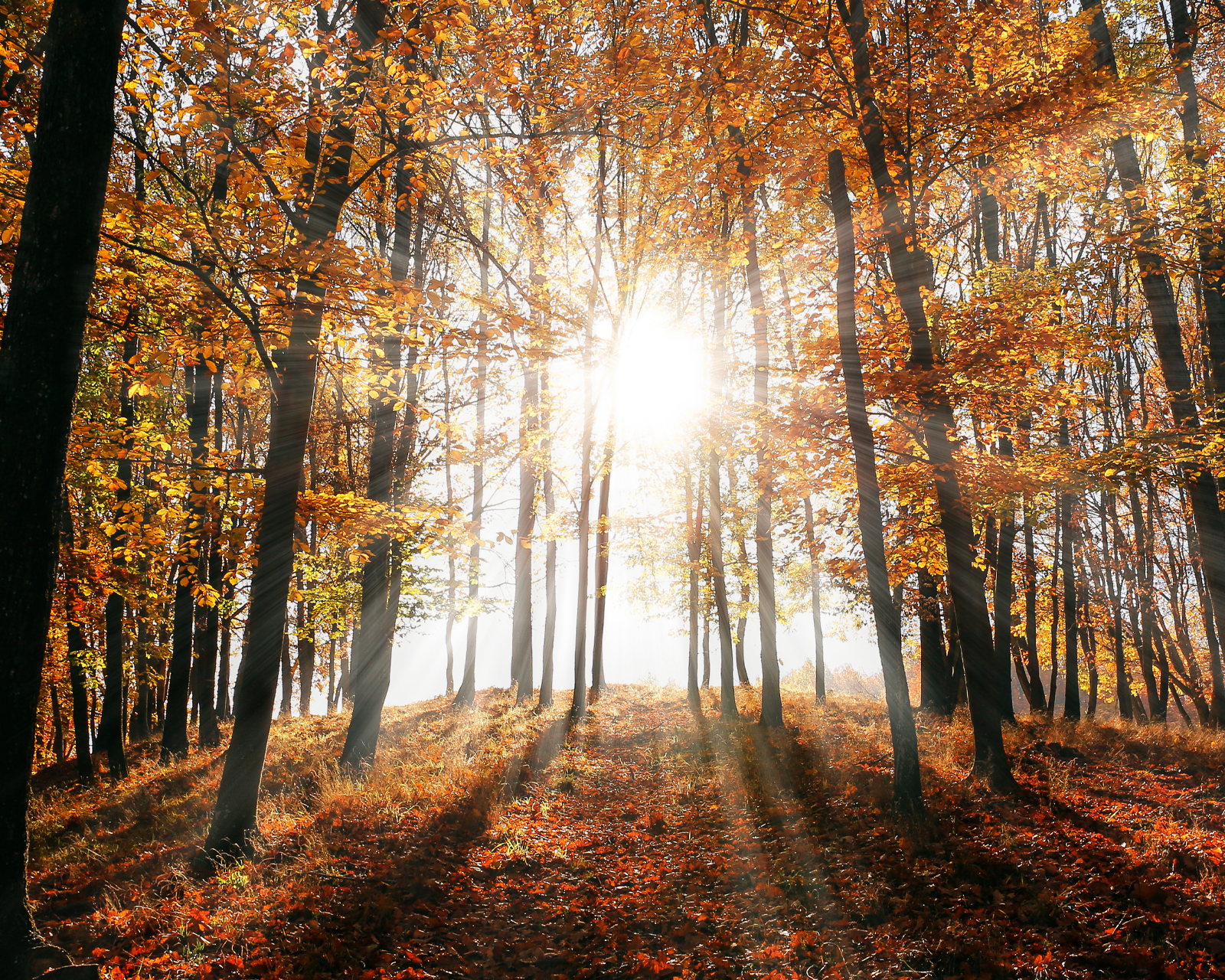 trees-in-the-woods