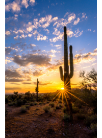 arizona sun