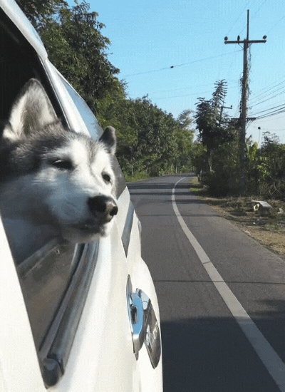 husky-sticking-head-outside-of-car-window