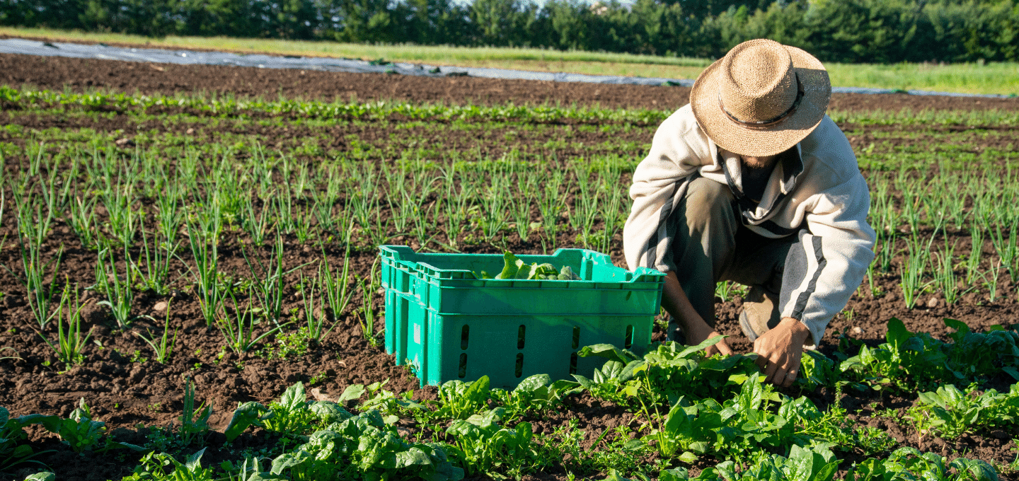 Man in Farm Field Harvesting Lettuce