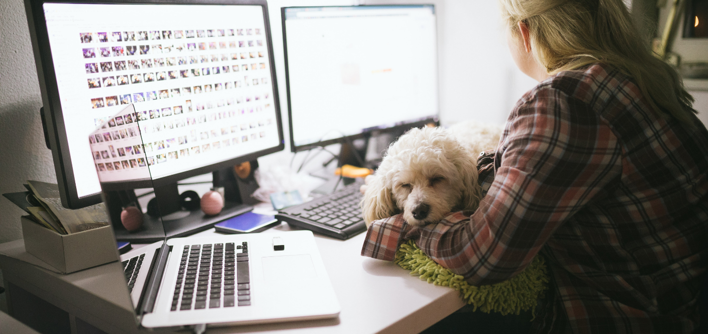 Dog Falling Asleep At Computer